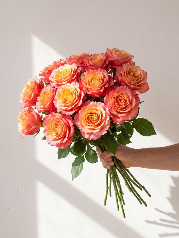 FREE SPIRIT  BI-COLOR (YEL/PNK)  GARDEN ROSES